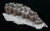 Oligocene Ruminant (Leptomeryx) Jaw Section #10569-2